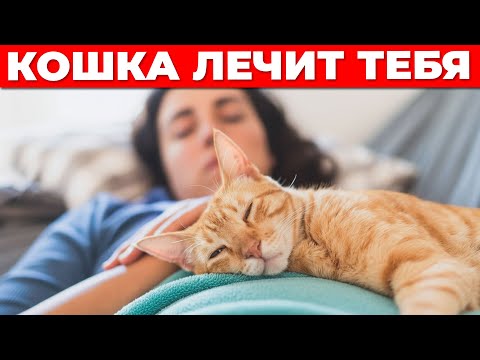 Видео: 7 причин, почему кошка ложится ИМЕННО на больное место