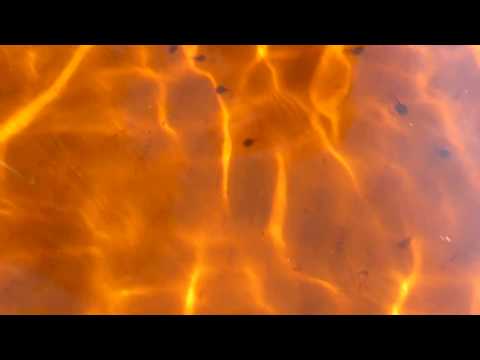 Видео: Озеро Богоявленское (Ламское) -памятник природы  -Ивановская область