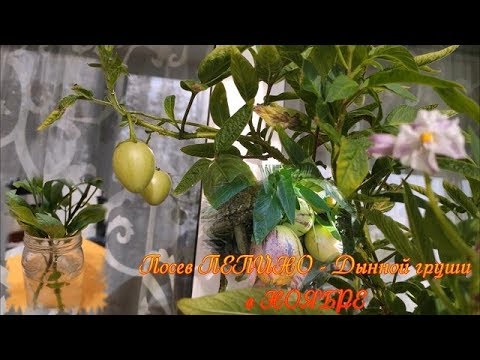 Видео: ПЕПИНО - ДЫННАЯ ГРУША  пришла пора сеять, мой метод и мои ошибки при выращивании