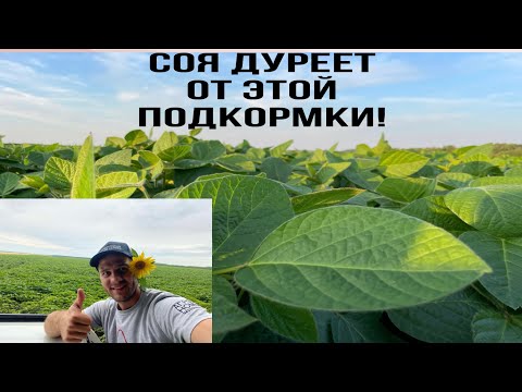 Видео: Питание и Защита сои. КолхозАЧ.