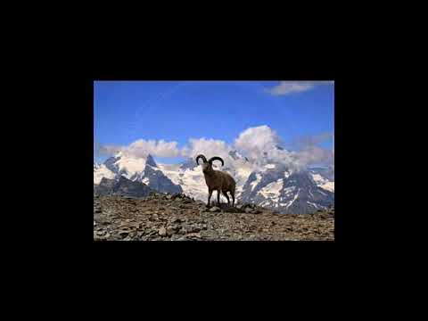 Видео: АВЧИТАЛ. ОХОТНИКИ. Песня на века.