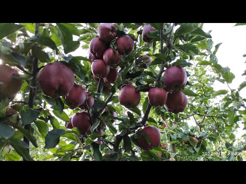 Видео: Огляд зимових сортів яблук та груш перед збором.1 частина