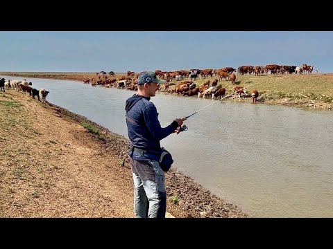 Видео: КЛЕВАЛО, пока не ПРИШЛА СКОТИНА! Рыбалка в ЛУЖЕ по пустынным степям