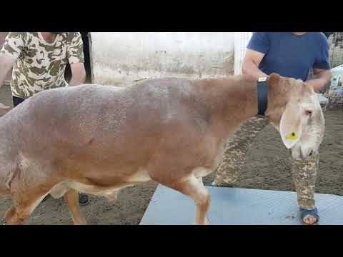 Видео: Хозяйство "Алибаба". Анвар Рустемов +77017224679 (ватцап).