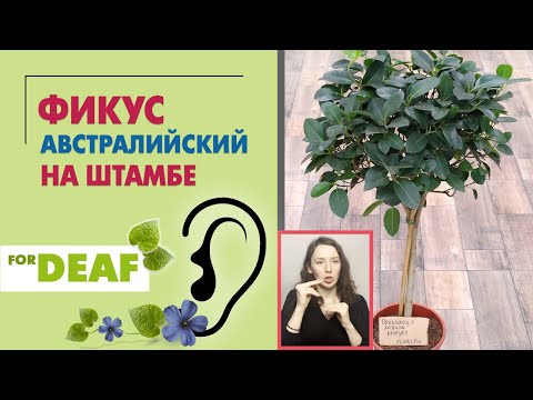 Видео: Фикус австралийский на штамбе { СУРДОПЕРЕВОД } красавец для комнатного озеленения