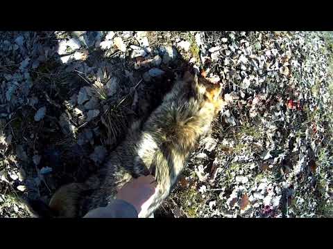 Видео: Удачная охота на шакала с манком.
