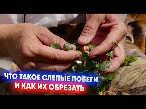 Видео: Почему розы не цветут? Всё про слепые побеги