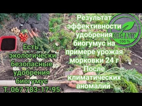 Видео: После климатических аномалий.Эффективность удобрения биогумус.На примере урожая морковки. 24-го г.
