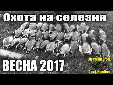 Видео: Весенняя охота на Селезня!! 16.03.2017 Год!
