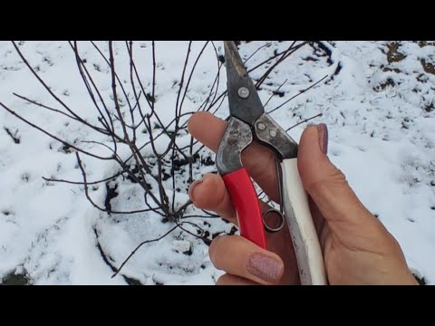 Видео: Самарская Лидия - формирующая обрезка осенью (зимой).