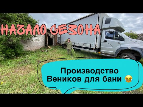 Видео: Заготовка Веников| сбор банных веников| производство Веников