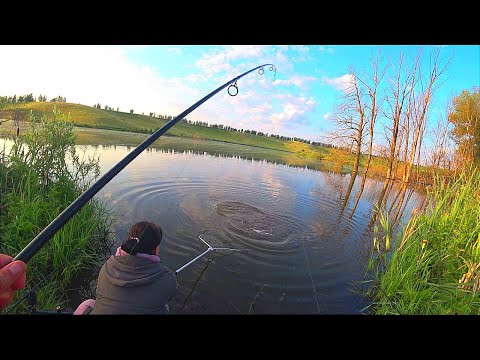 Видео: ЛОВИМО КОРОПА НА ЗАКОРЯЖИНОМУ СТАВКУ. Рибалка на коропа