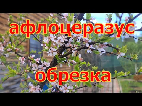 Видео: Весенняя обрезка АФЛОЦЕРАЗУСА ! (Персиковой вишни) Шикарный самоплодный гибрид!