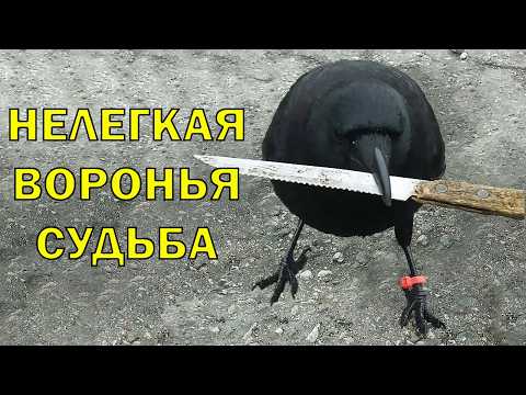 Видео: POV: ТЫ - ВОРОН