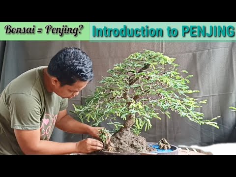 Видео: Создание пенджина с использованием бонсай из тамаринда