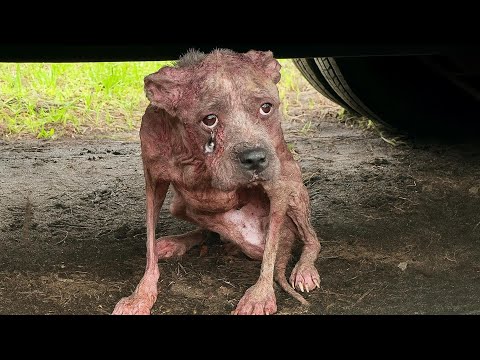 Видео: Она осталась одна лицом к лицу с ураганом — пока не постучала в дверь, которая изменила все!