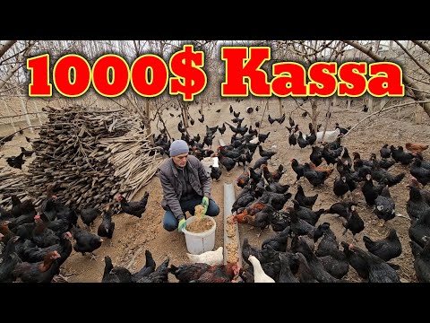 Видео: Кора товук бокиш бизнесим насиб 1000$ келади