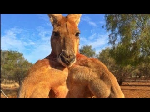 Видео: Что там вредители