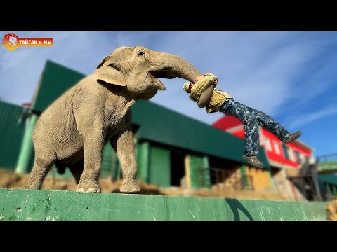 Видео: И тут Витя ПОЛЕТЕЛ ВВЕРХ! Слон запускает человека в космос!