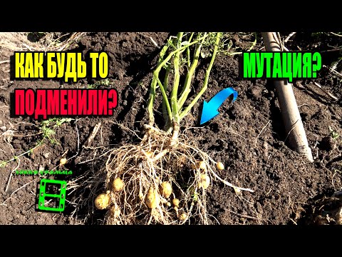 Видео: ПОЧЕМУ ВЫРОЖДАЕТСЯ (МЕЛЬЧАЕТ) КАРТОФЕЛЬ ЭЛИТНЫХ СОРТОВ. ЭКО-САД ВЫХОДНОГО ДНЯ 23-26