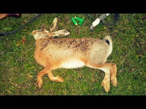 Видео: Лов на фазан, патица и заек край р.Вит България