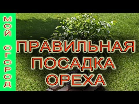 Видео: Всем рекомендую! Правильная высадка грецкого ореха на постоянное место роста