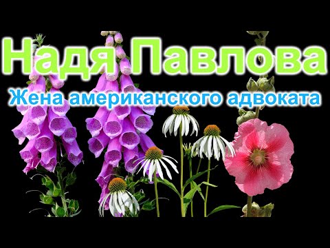 Видео: Надя Павлова. Жена американского адвоката