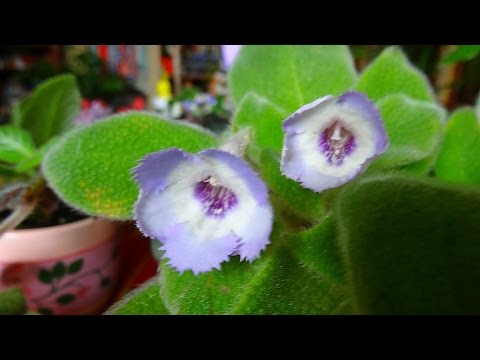 Видео: мои эписции - старички и новички