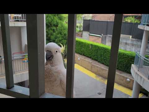 Видео: 🦜 РАЗ, ДВА, ТРИ - ПТИЦА ЗАЛЕТИ!