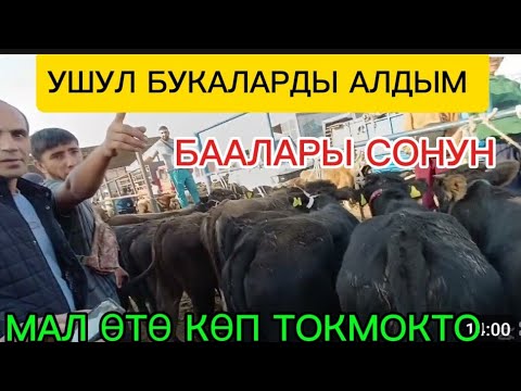 Видео: ТОКМОК МАЛ БАЗАР СЕМИЗ КУНАЖЫНДАР, БУКАЛАР ТАРТЫЛГАН ТАСМА 7-СЕНТЯБРЬ 2025ж ЧОҢ ЧОҢ БУКАЛАР 