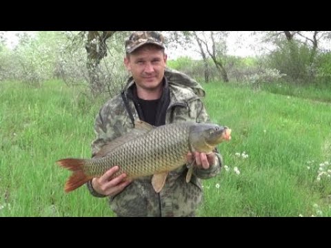 Видео: Сазан 3700 .   Река Дон   Открытие сезона 2020