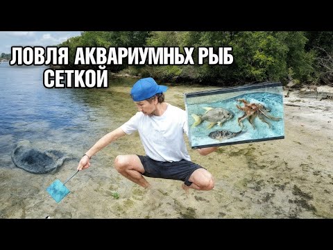 Видео: "Ловля неизвестной рыбы для осьминога! Аквариумные приключения"