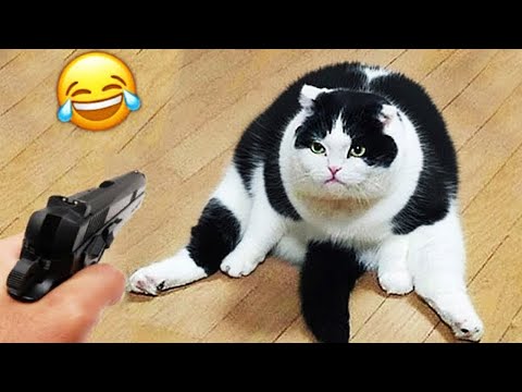 Видео: Попробуй Не Засмеяться 😅 Лучшие Смешные Собаки и Кошки 😹🐶 Часть 6