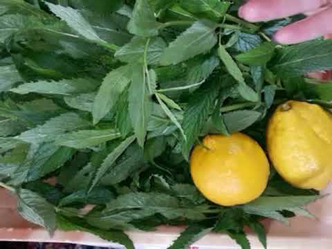 Видео: Сироп из мяты или мятное варенье с лимоном🍋 . Заготовка на зиму.