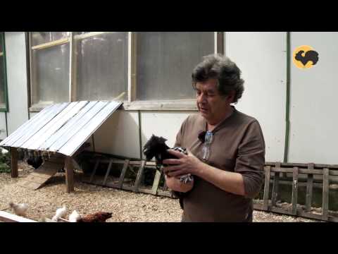 Видео: Редкие русские породы кур. Живой дом 114