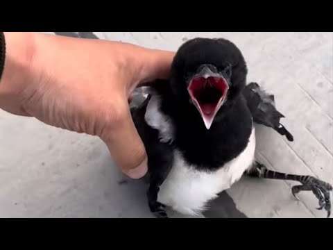 Видео: Гнездо было разрушено ветром, выжил только один птенец, которому мужчина помог вернуться к матери.