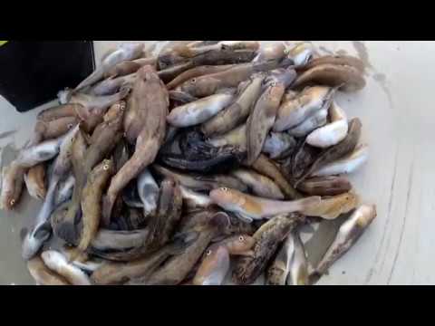 Видео: Ловля бычка на ултралайт. Клев начался! Рыбалка на море 13.04.2018