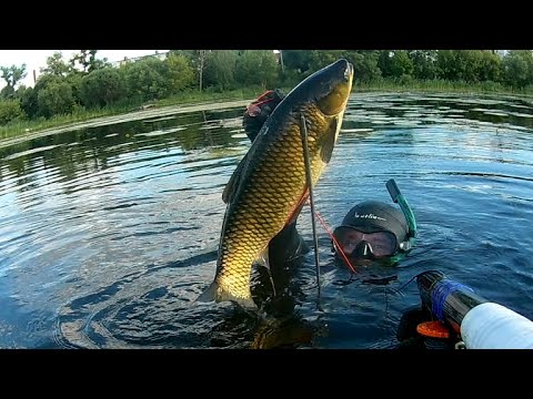 Видео: подводная охота . взял амура