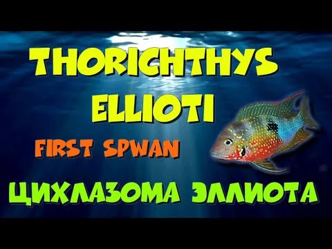 Видео: Цихлазома элиота, нерест. Thorichthys ellioti