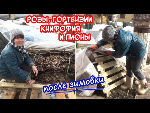 Видео: РОЗЫ, ГОРТЕНЗИИ, ДРЕВОВИДНЫЙ ПИОН весной. Когда открывать, как обрабатывать? Откапывать ли из снега?