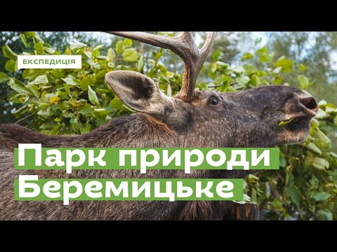 Видео: Беремицьке. Відновлювати природу • Ukraïner