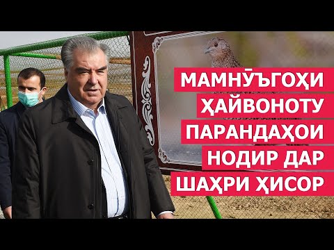 Видео: Эмомали Рахмон в Гиссаре открыл заповедник редких зверей и птиц / новости таджикистана