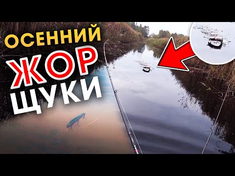 Видео: ЖОР ЩУКИ осенью! Твичинг воблеров в октябре на мелководье 2020