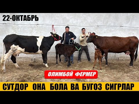 Видео: СУТДОР ОНА  БОЛА  ВА БУГОЗ  СИГРЛАР   ОЛИМБОЙ  ФЕРМЕР !