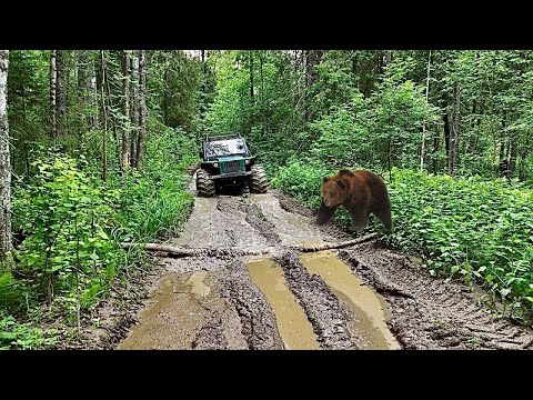 Видео: ЖИВУ ОДИН В ГЛУШИ! МЕДВЕДЬ ПОДОШЁЛ К ТАЁЖНОЙ ИЗБЕ! ФОТОЛОВУШКА НА ПРИВАДЕ! ВЕЗДЕХОД ПЕРЕГРУЖЕН