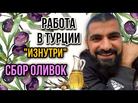Видео: Я В ТУРЕЦКОЙ СЕМЬЕ.КАК РАБОТАЮТ ТУРКИ? УРОЖАЙ ОЛИВОК. VLOG