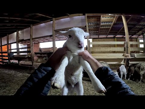 Видео: Кого родила овца ? Приручаю фазанов ! ХУТОР В ЛЕСУ №880
