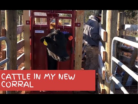 Видео: Мой новый загон...Чертежи, осмотр и работающий скот.