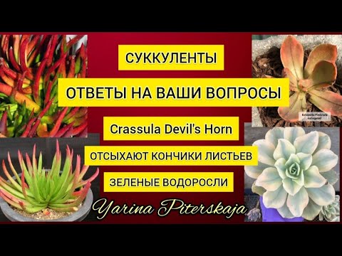 Видео: Ответы на ваши вопросы. Крассула Рога Дьявола. Отсыхают кончики листьев. Зеленые водоросли.