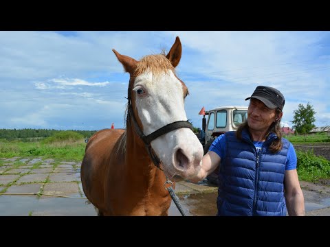 Видео: Секрет недоуздка: такого вы не знали!